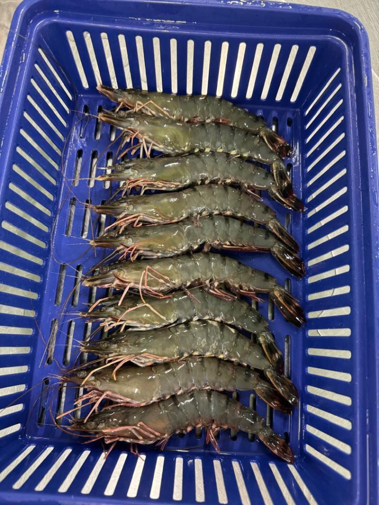 IQF Frozen Black Tiger Prawns