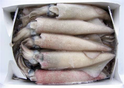 IQF Frozen Squid